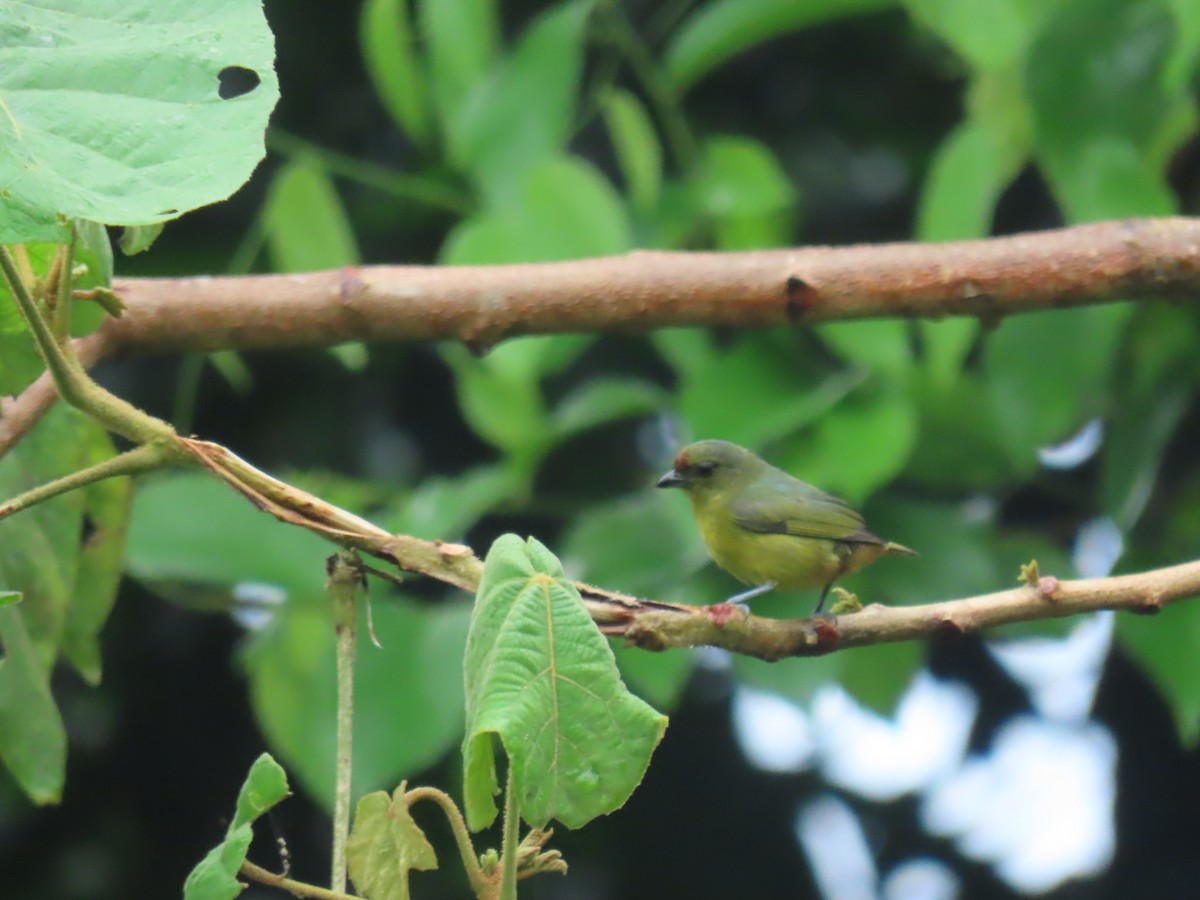 Olive-backed Euphonia - ML642922332