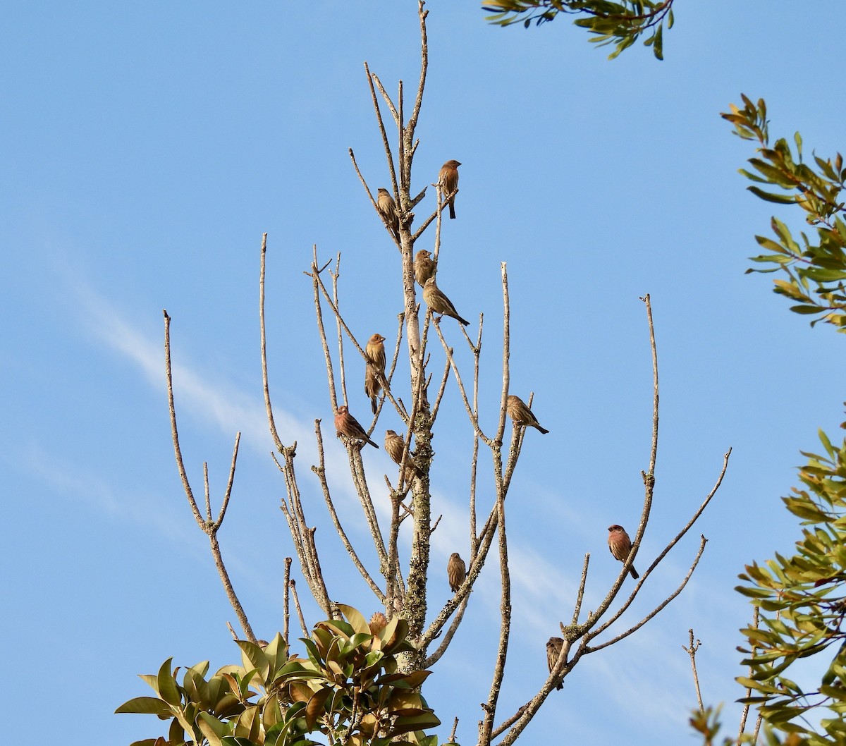 House Finch - ML642922333