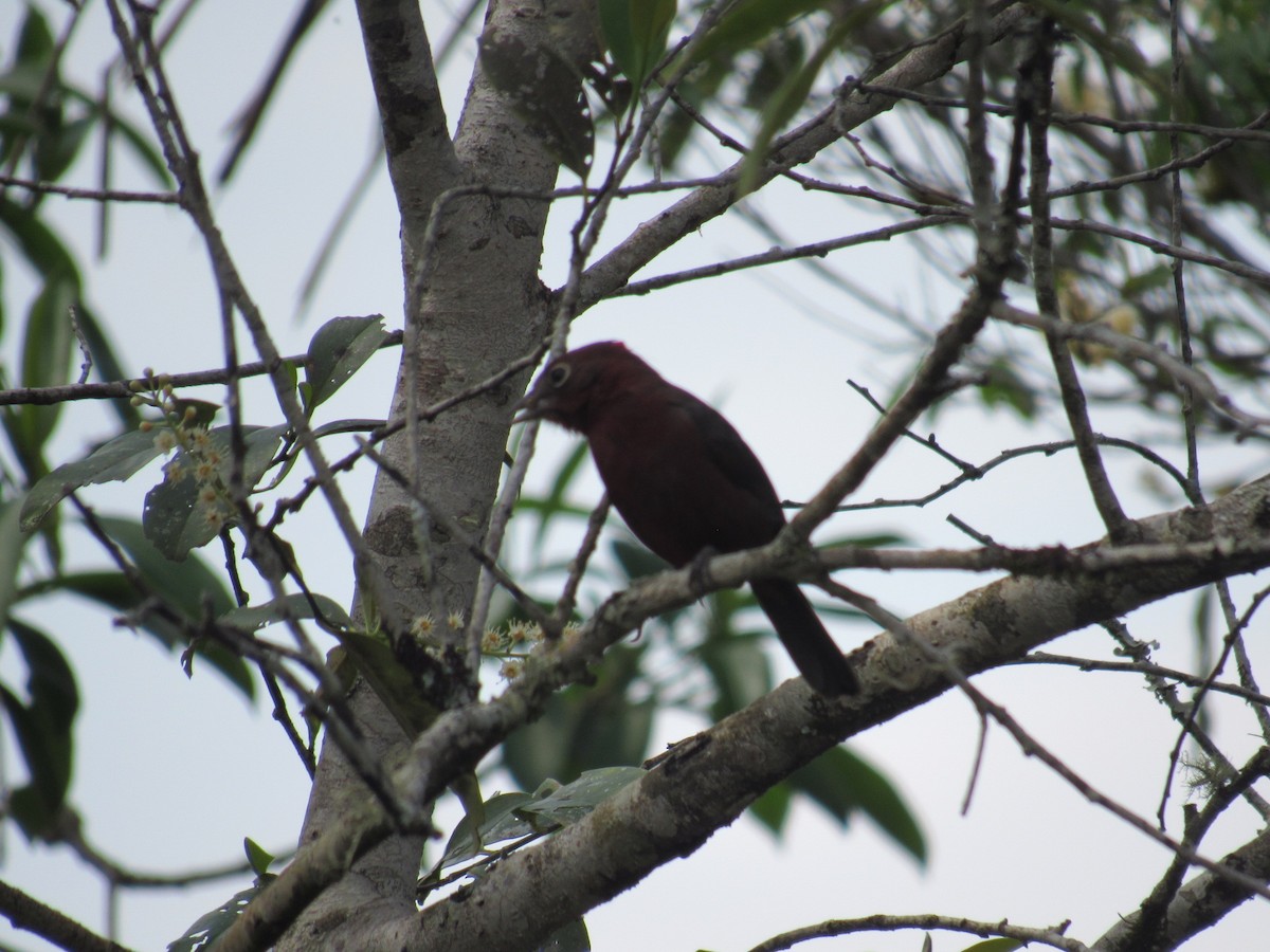 Red-crested Finch - ML642922334