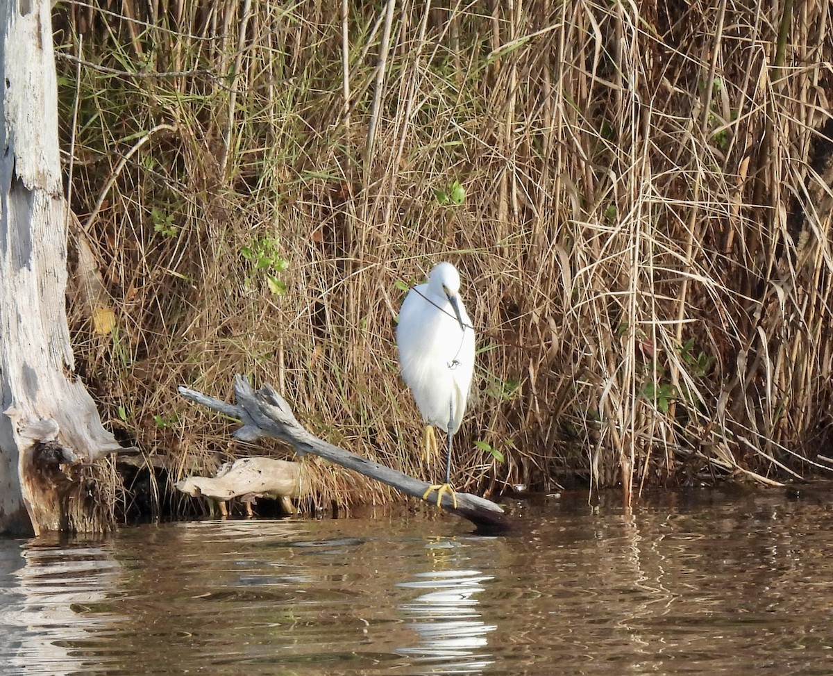 Snowy Egret - ML642922347
