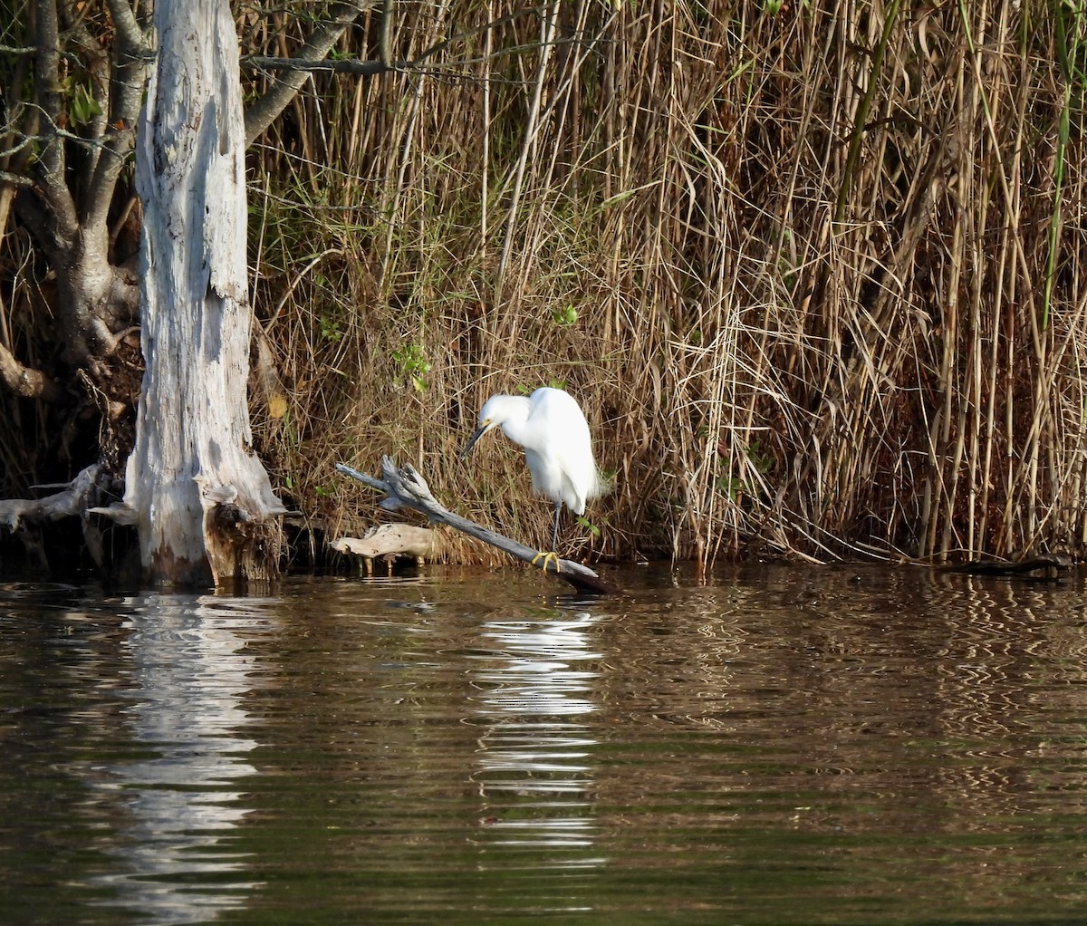 Snowy Egret - ML642922351