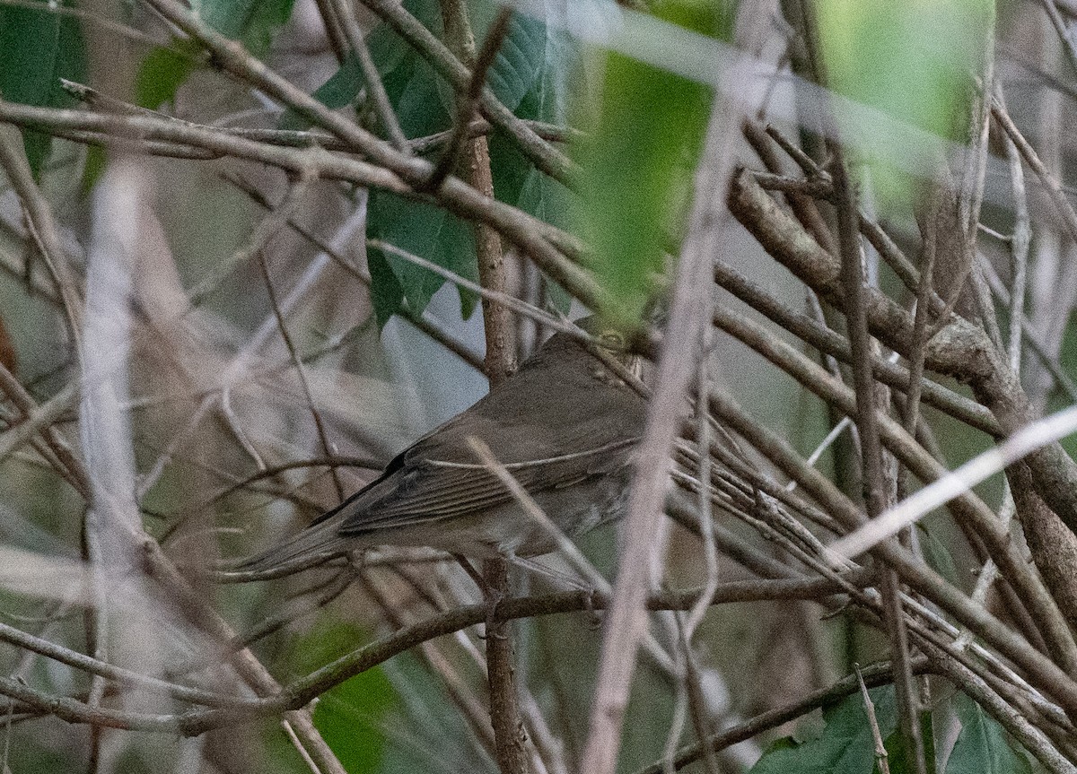 Swainson's Thrush - ML642922360