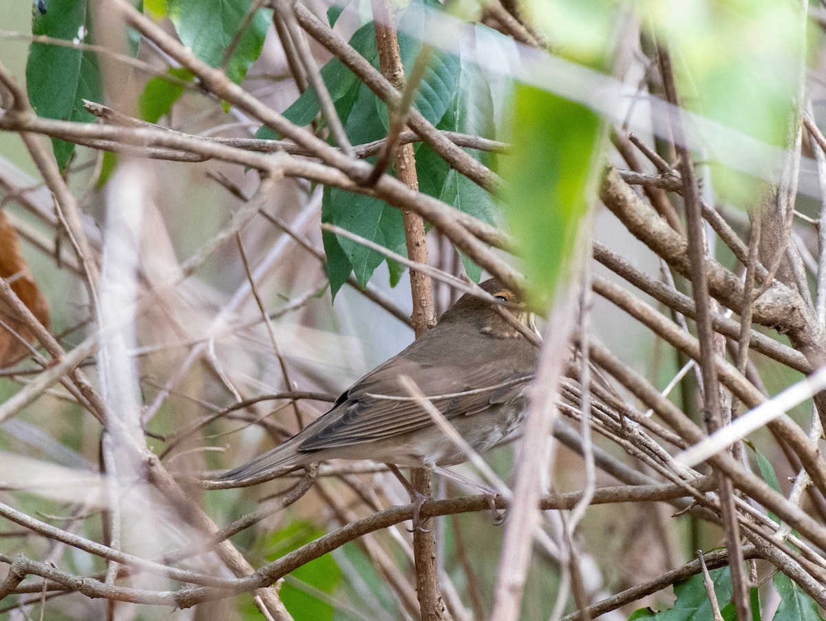 Swainson's Thrush - ML642922361