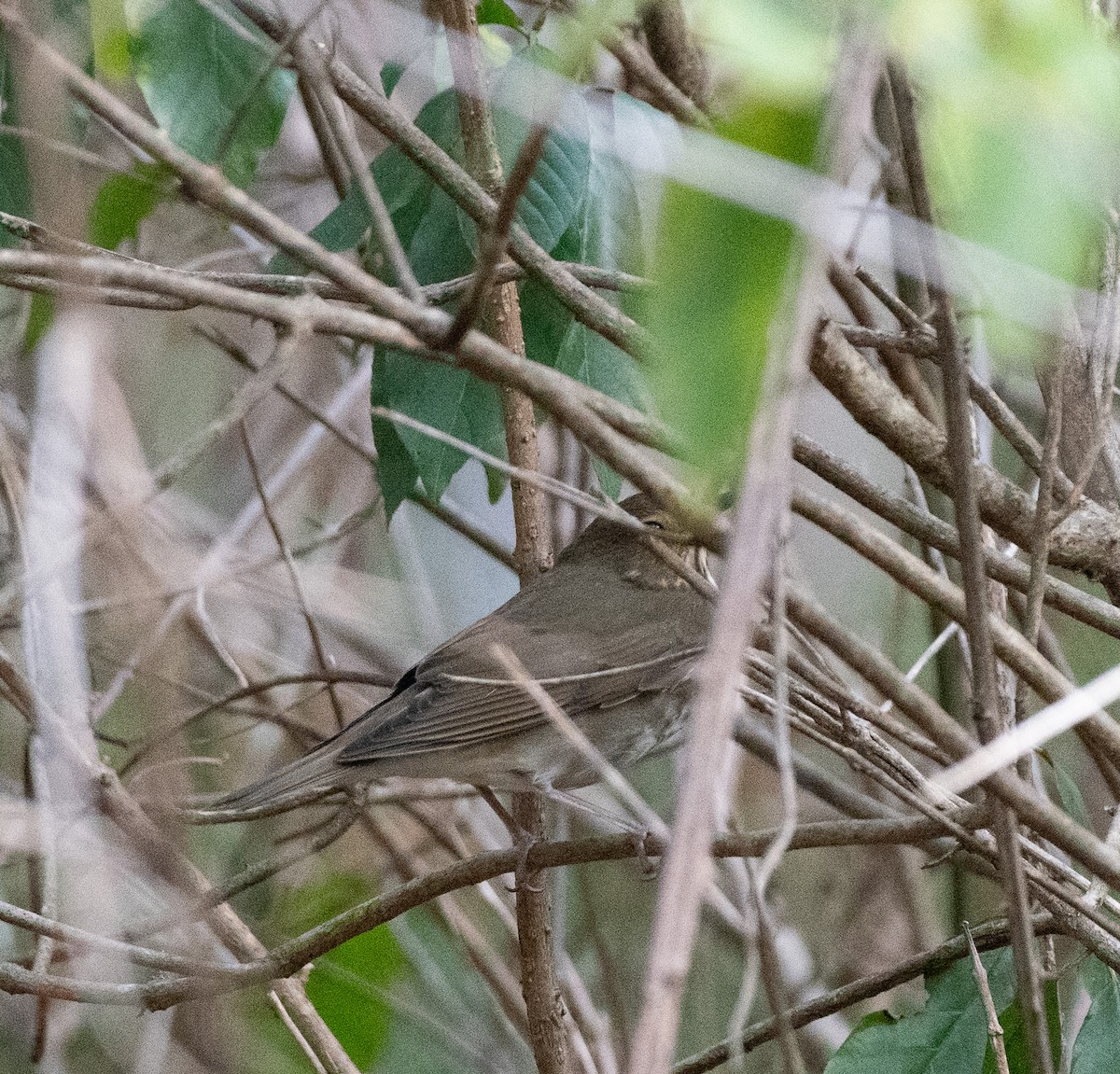 Swainson's Thrush - ML642922362