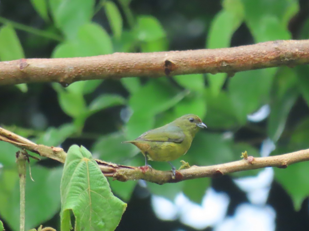 Olive-backed Euphonia - ML642922366