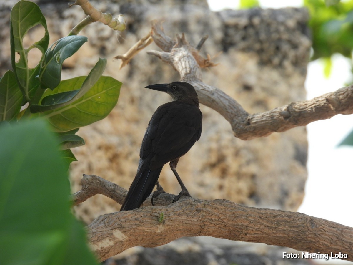 Great-tailed Grackle - ML642922376