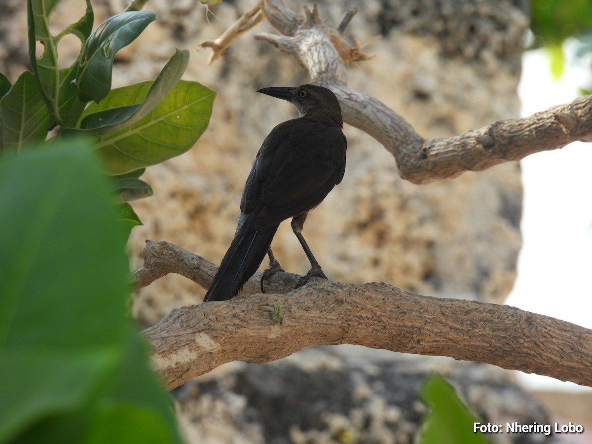 Great-tailed Grackle - ML642922377