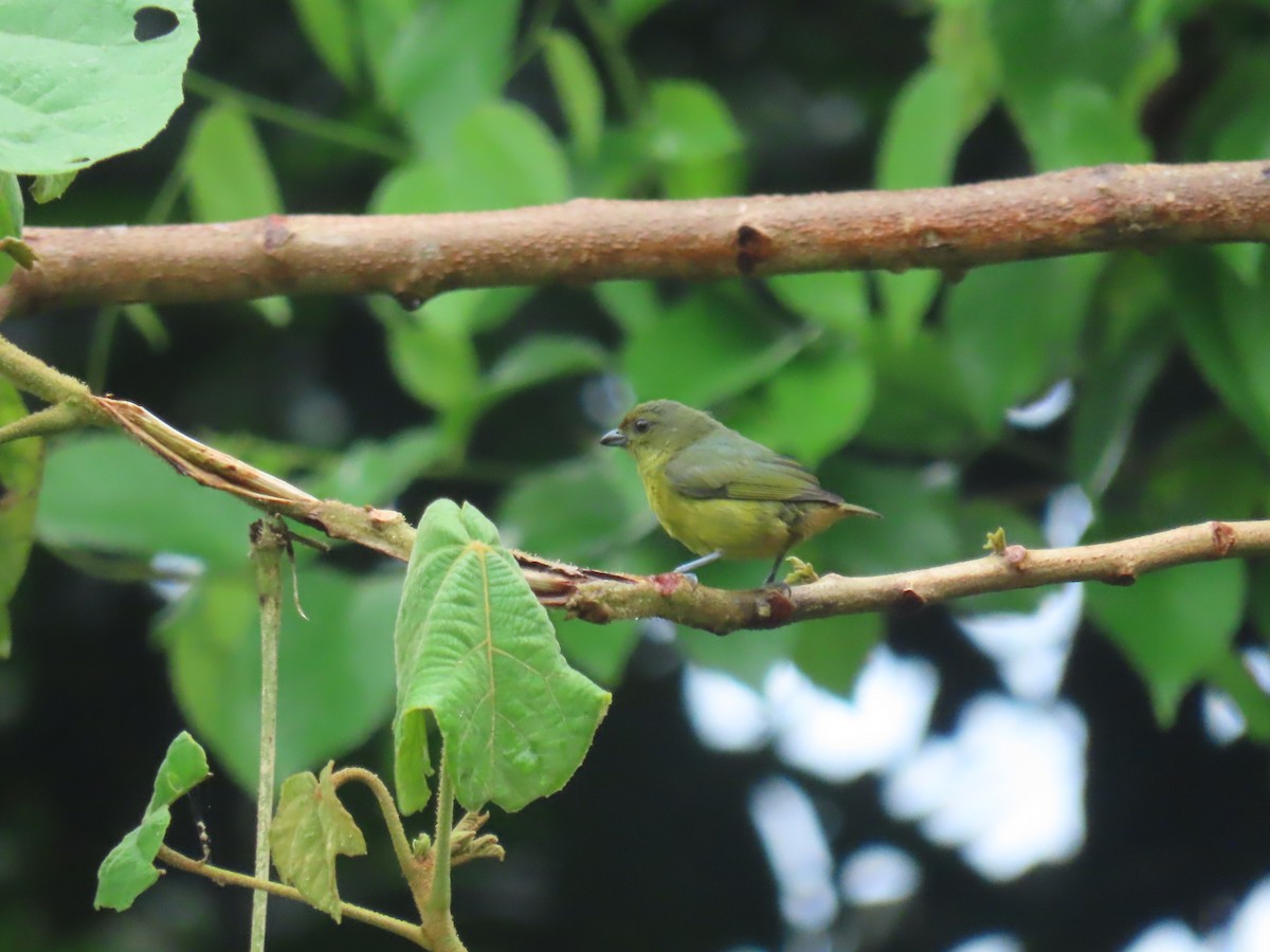 Olive-backed Euphonia - ML642922389