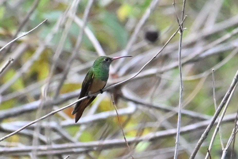 Buff-bellied Hummingbird - ML642922394