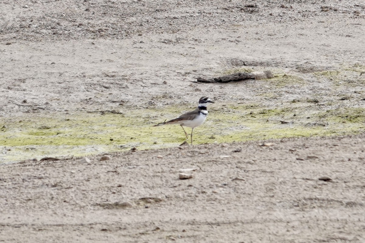 Killdeer - ML642922395