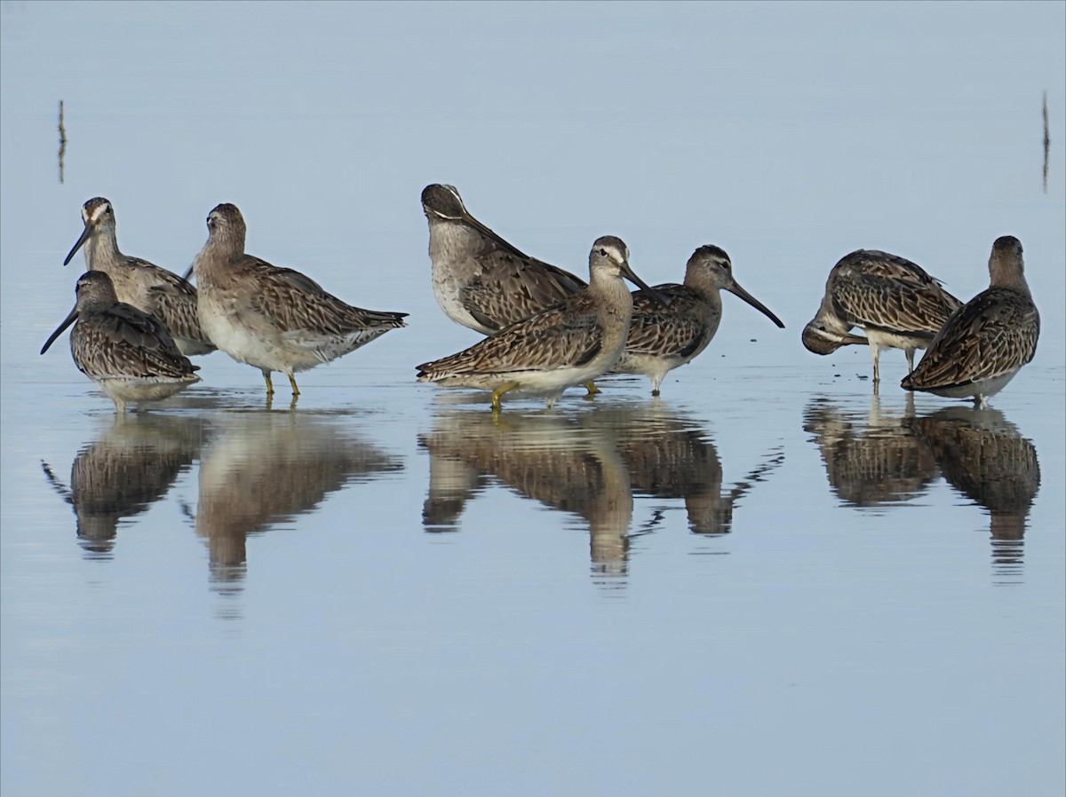 Short-billed Dowitcher - ML642922402