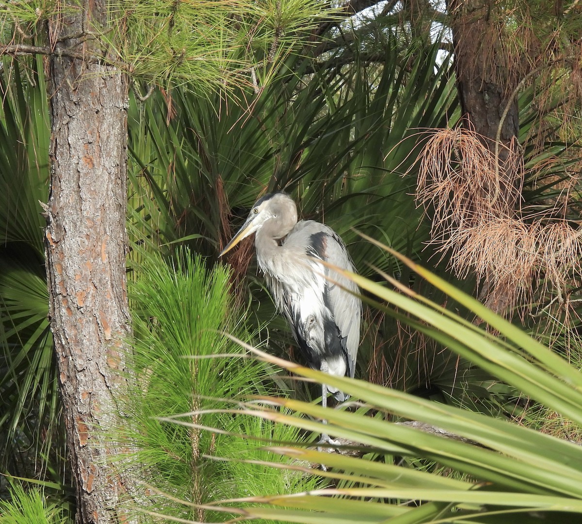 Great Blue Heron - ML642922403
