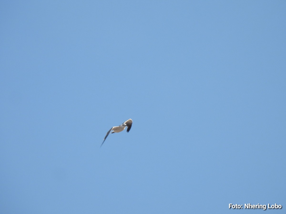 Laughing Gull - ML642922405