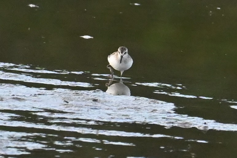 Semipalmated Sandpiper - ML642922406