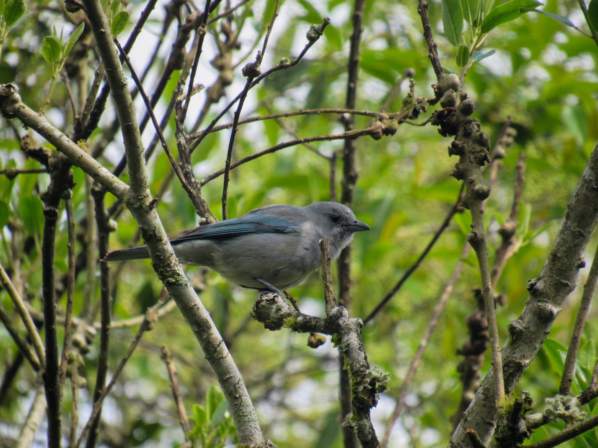 Sayaca Tanager - ML642922407