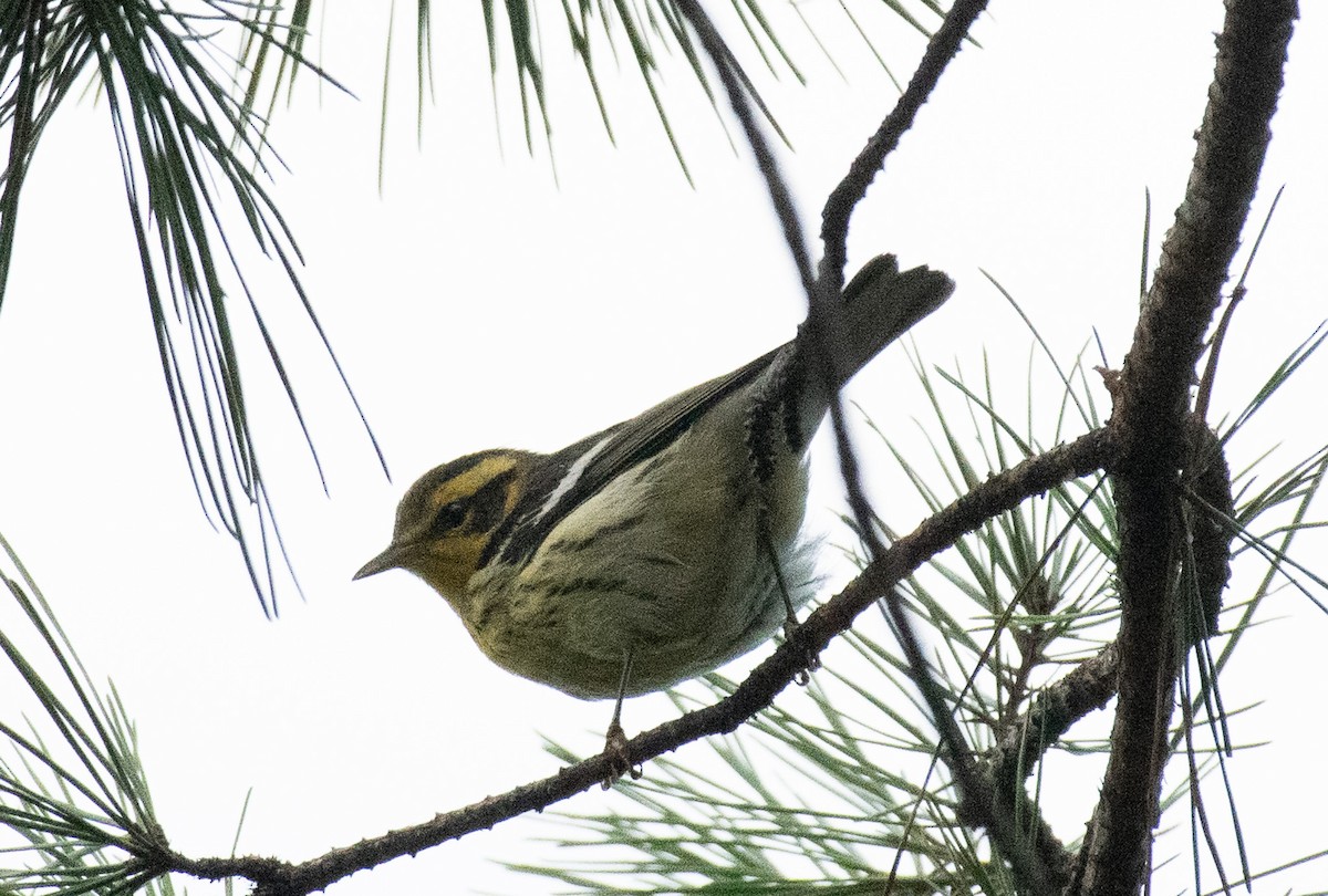Blackburnian Warbler - ML642922408