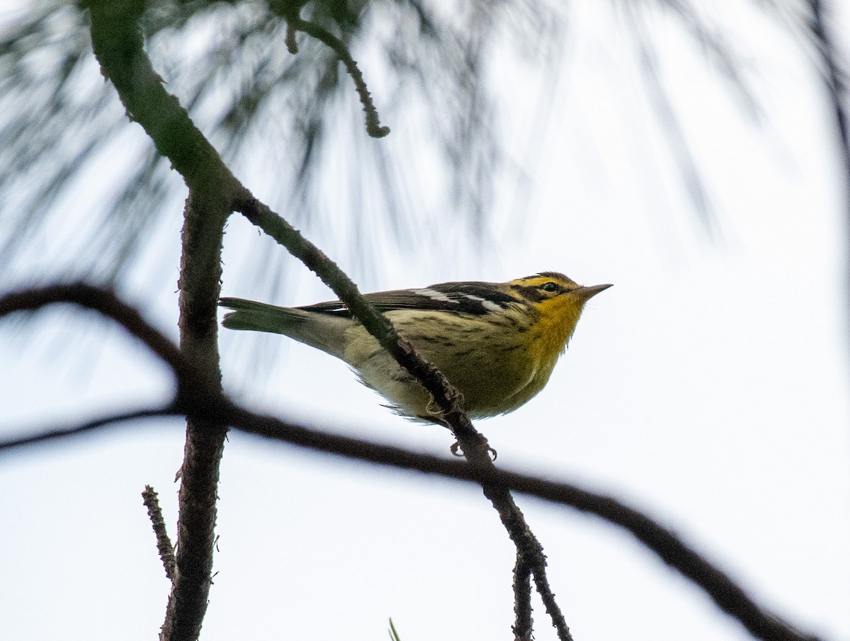 Blackburnian Warbler - ML642922409