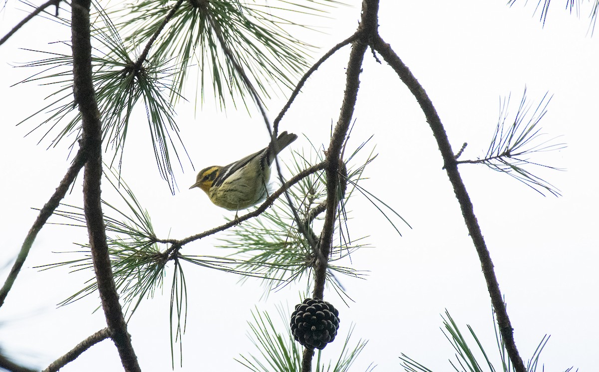 Blackburnian Warbler - ML642922410