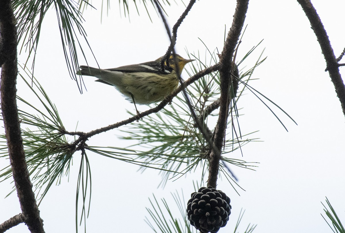 Blackburnian Warbler - ML642922411
