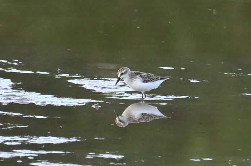 Semipalmated Sandpiper - ML642922412