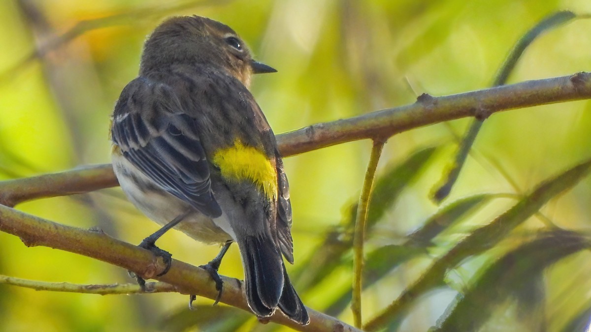 Yellow-rumped Warbler - ML642922413