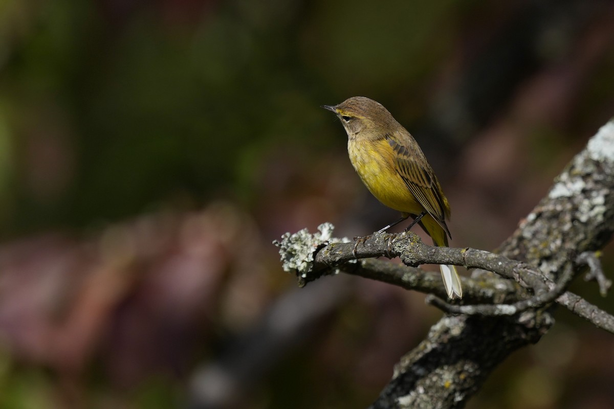 Palm Warbler - ML642922416