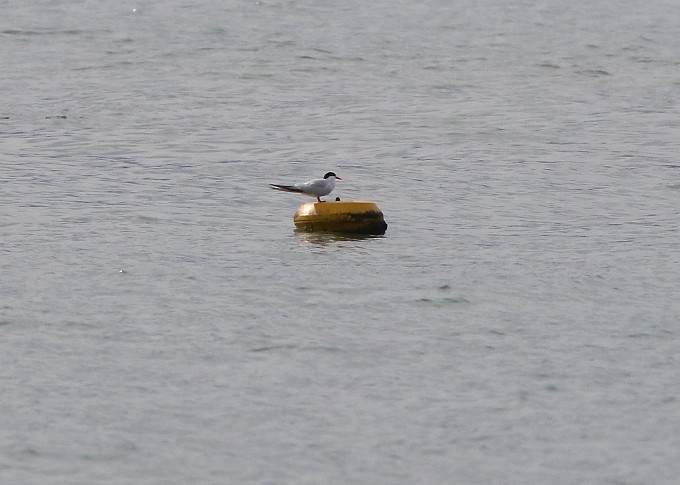 South American Tern - ML642922417