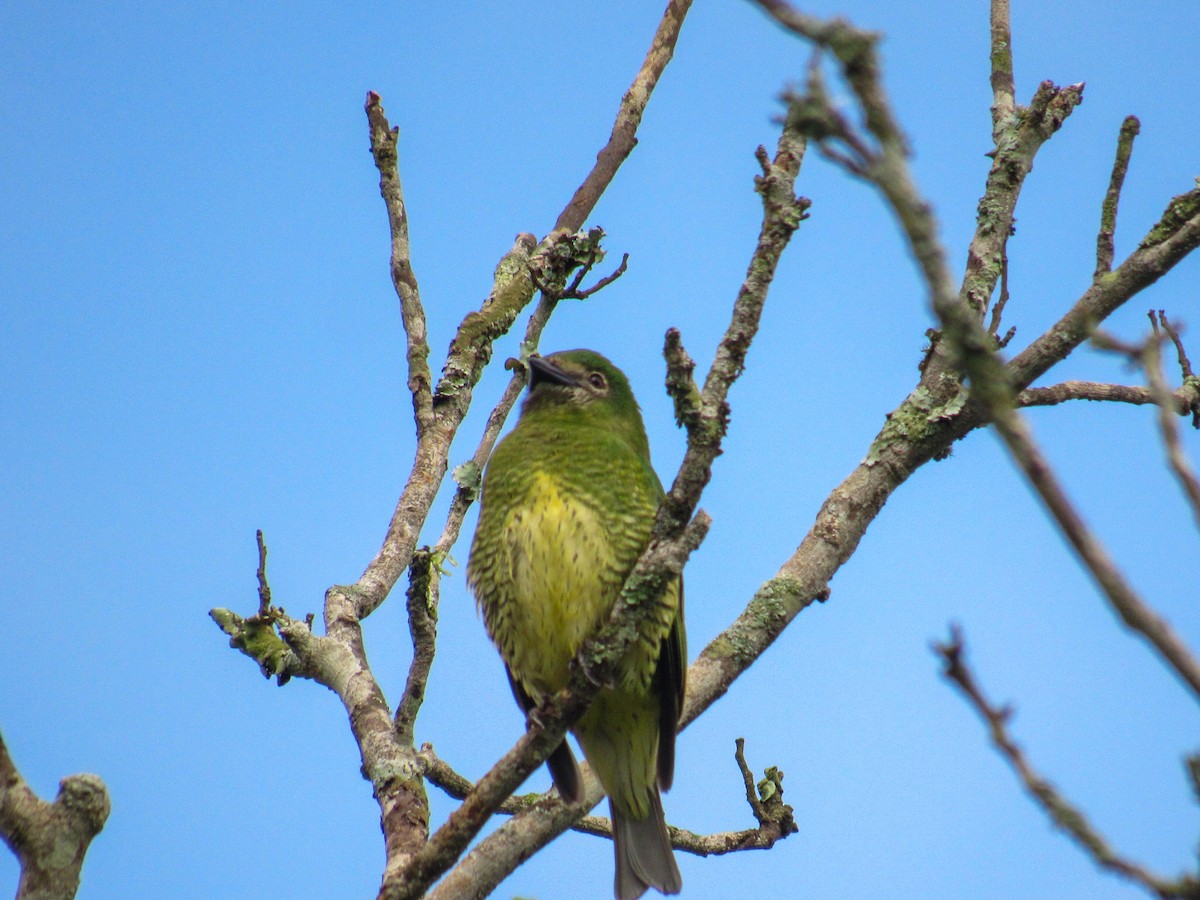 Swallow Tanager - ML642922418