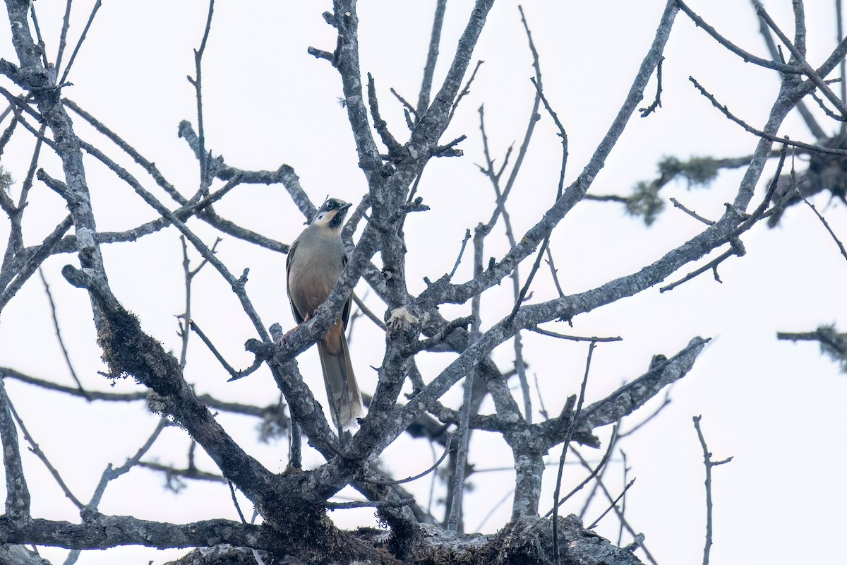 Variegated Laughingthrush - ML642922419