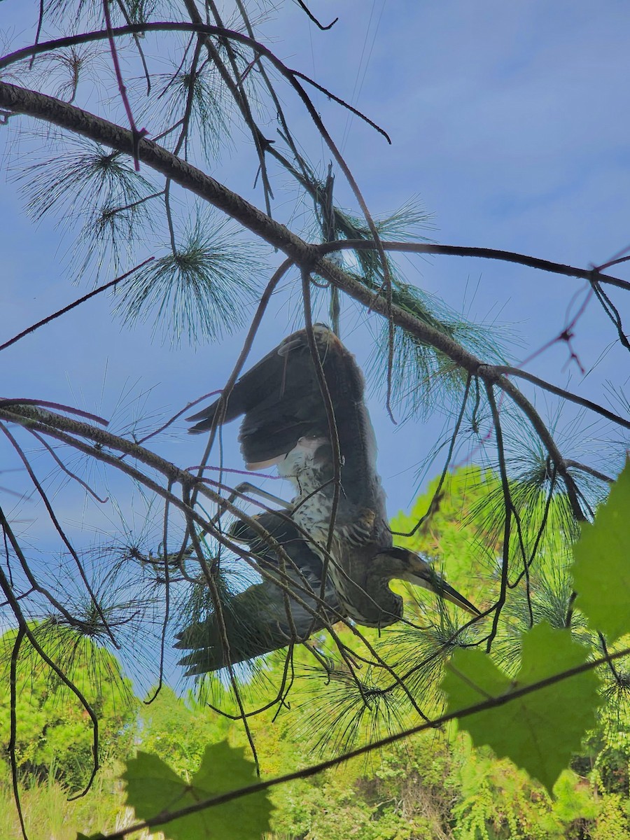 Great Blue Heron - ML642922420