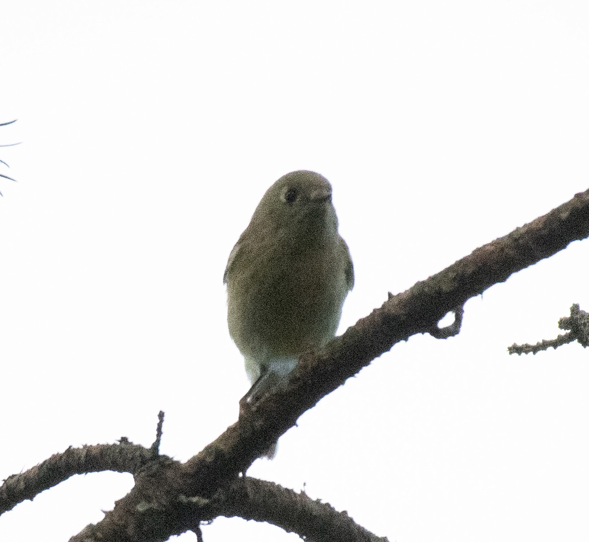 Ruby-crowned Kinglet - ML642922421