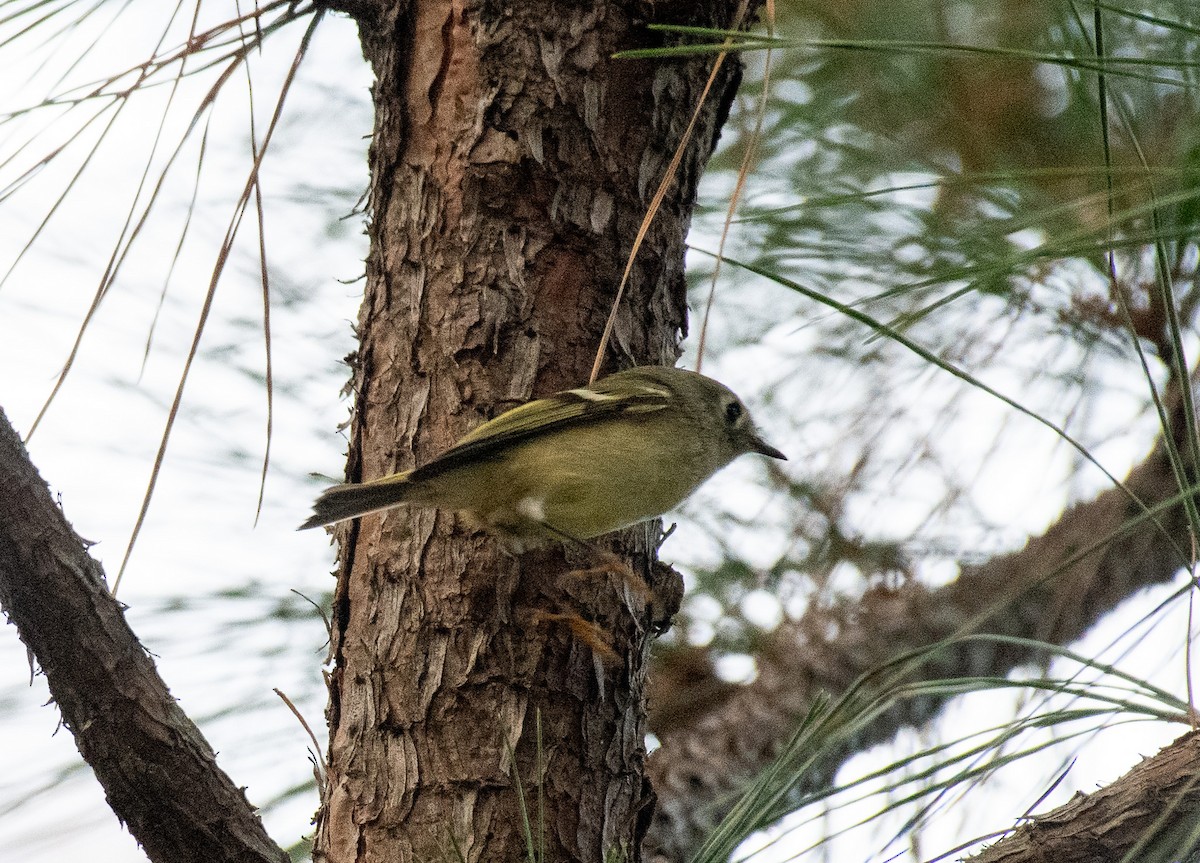Ruby-crowned Kinglet - ML642922422
