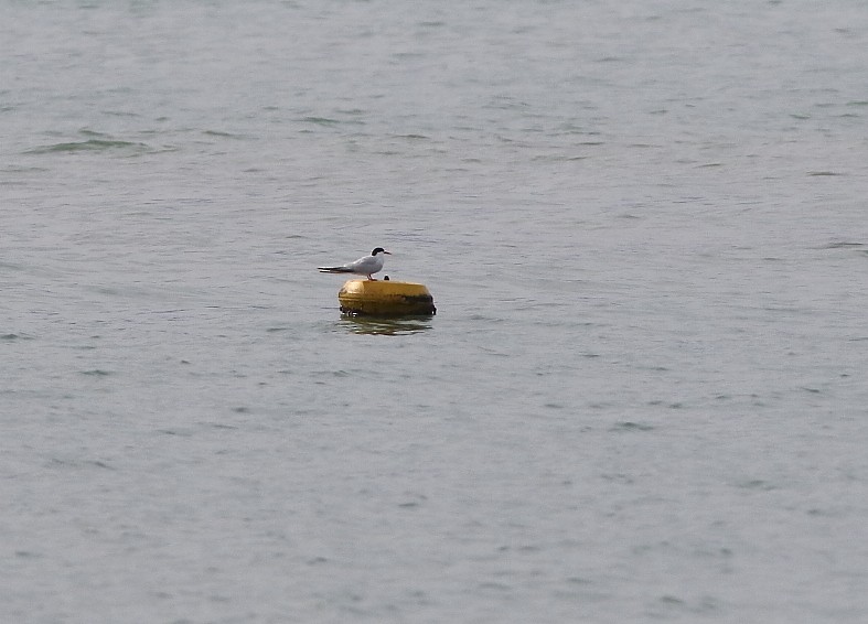 South American Tern - ML642922423