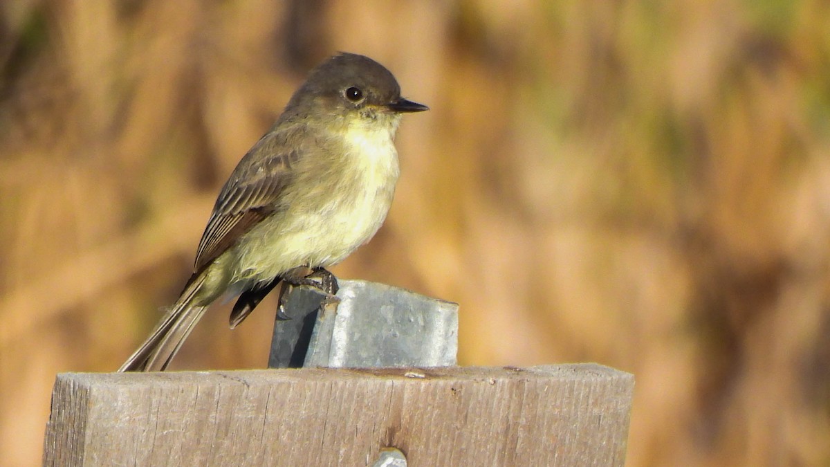 Eastern Phoebe - ML642922425