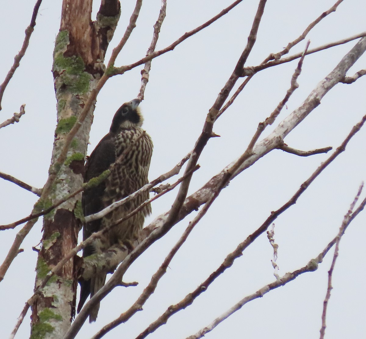 Peregrine Falcon - ML642922427