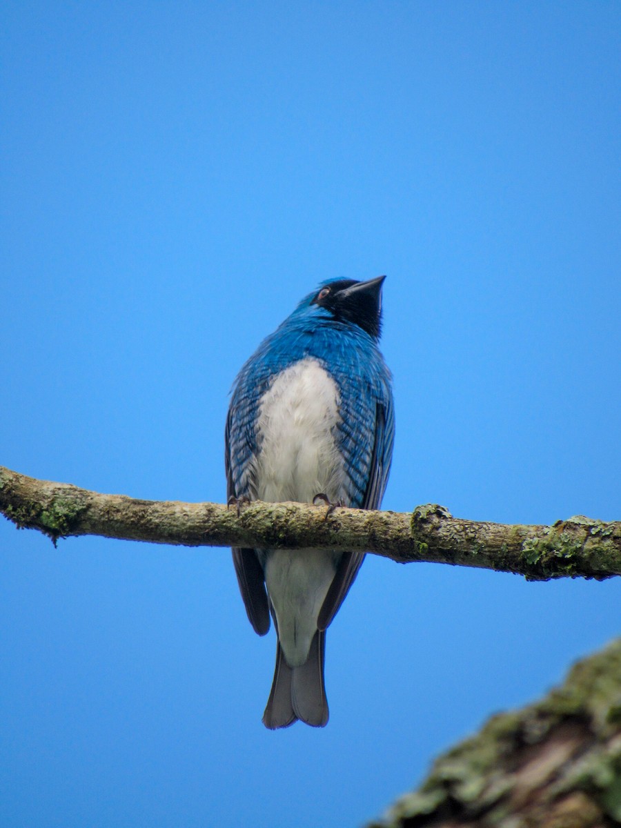 Swallow Tanager - ML642922428