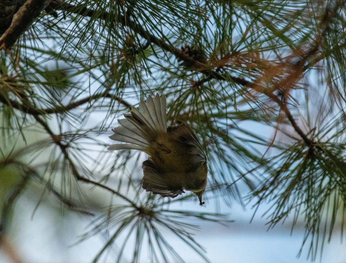 Ruby-crowned Kinglet - ML642922430