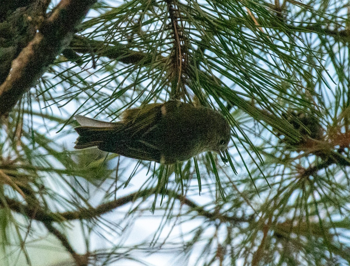 Ruby-crowned Kinglet - ML642922431