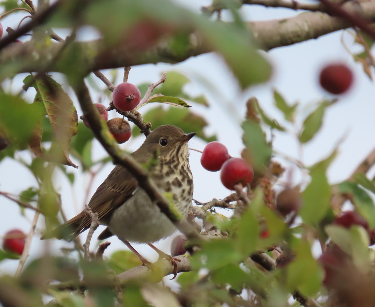 Hermit Thrush - ML642922439
