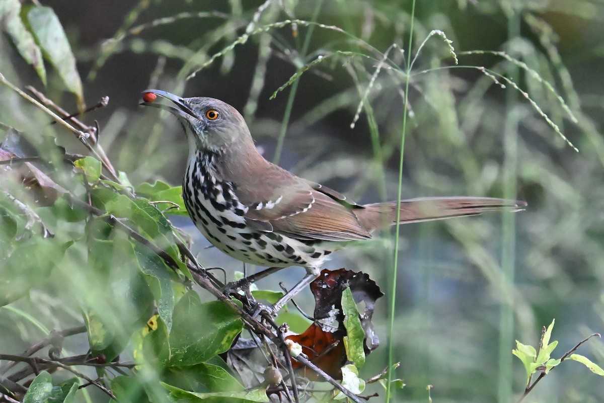 Long-billed Thrasher - ML642922440