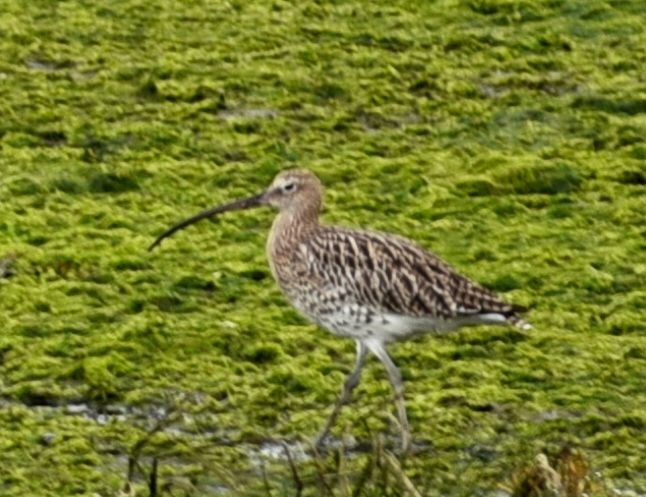 Eurasian Curlew - ML642922441