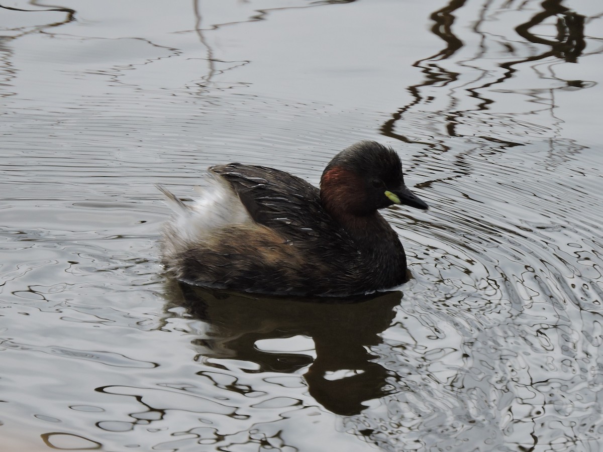Little Grebe - ML642922466