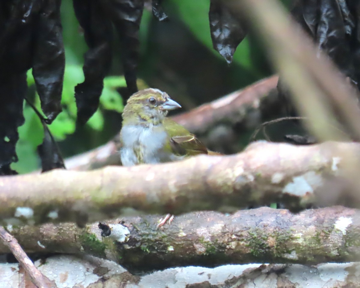 Black-striped Sparrow - ML642922492