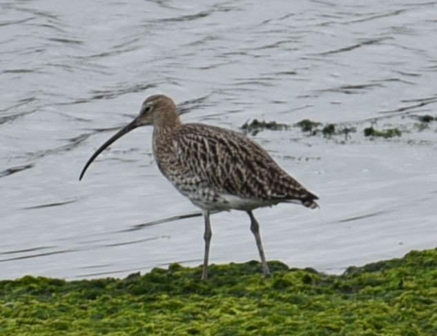 Eurasian Curlew - ML642922495