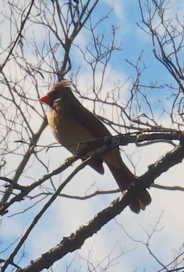 Northern Cardinal - ML642922497