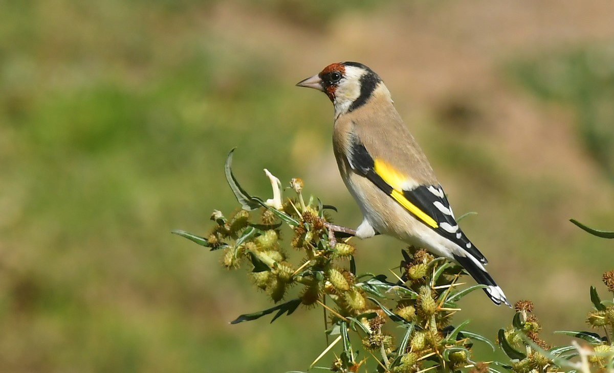 European Goldfinch - ML642922511