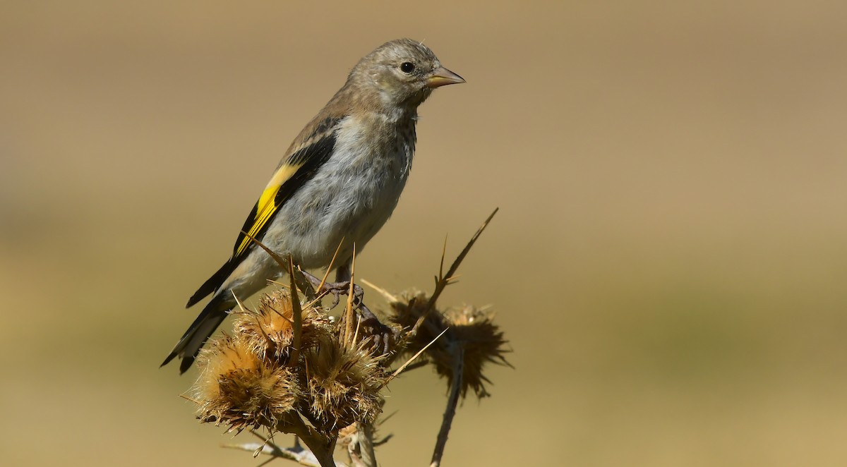 European Goldfinch - ML642922512