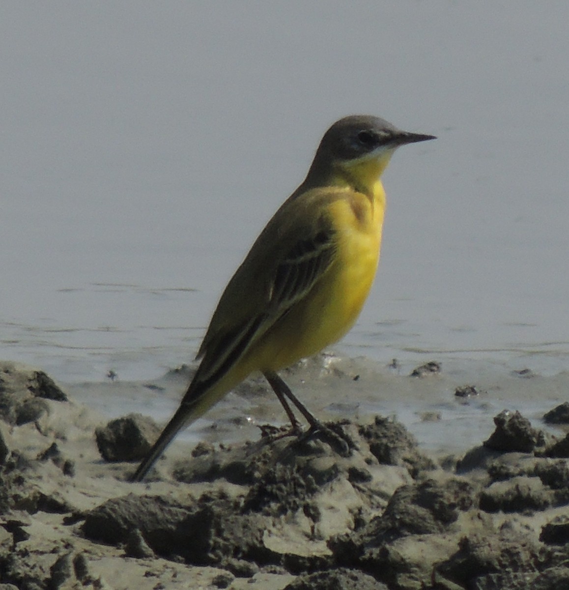 Western Yellow Wagtail - ML642922515