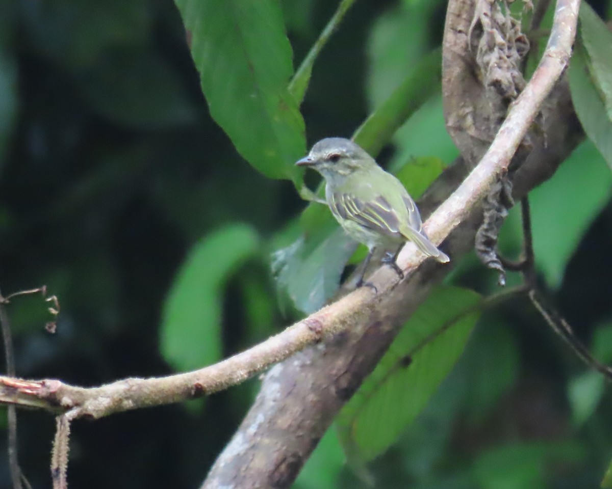 Mistletoe Tyrannulet - ML642922538