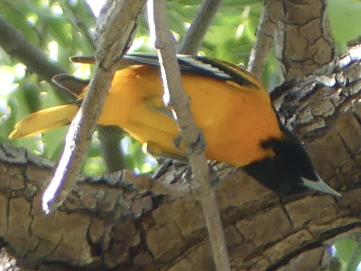 Baltimore Oriole - ML642922548